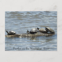 Turtles on a Log on the Mississippi River Photo Po
