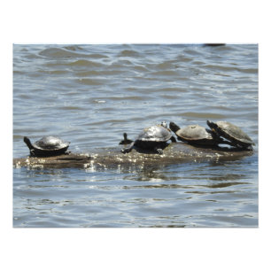 Turtles on a Log on the Mississippi River Photo Print