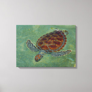 Turtles on Canvas Print