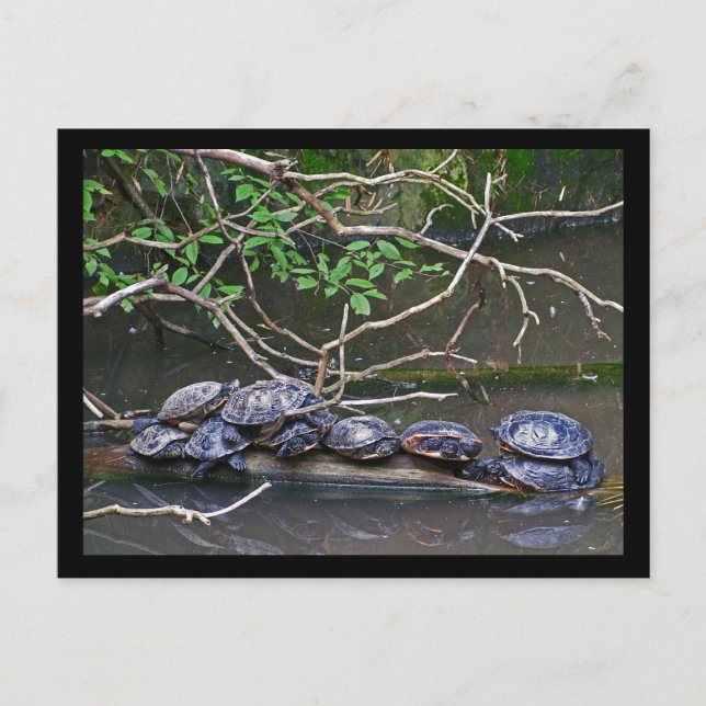Turtles Pile up Postcard (Front)