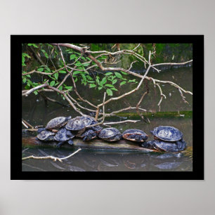 Turtles Pile Up Poster
