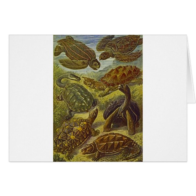 Turtles Scientific Print (Front Horizontal)