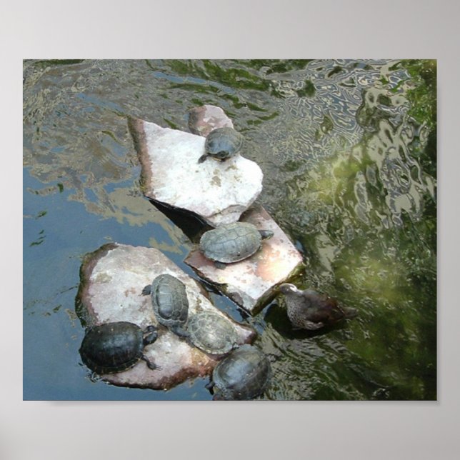 Turtles/Tortoises Poster (Front)