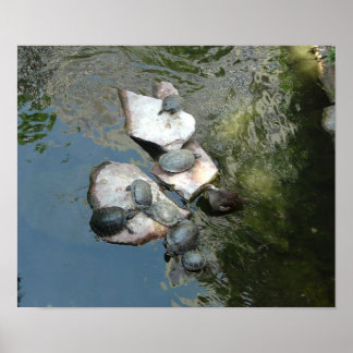 Turtles/Tortoises Poster