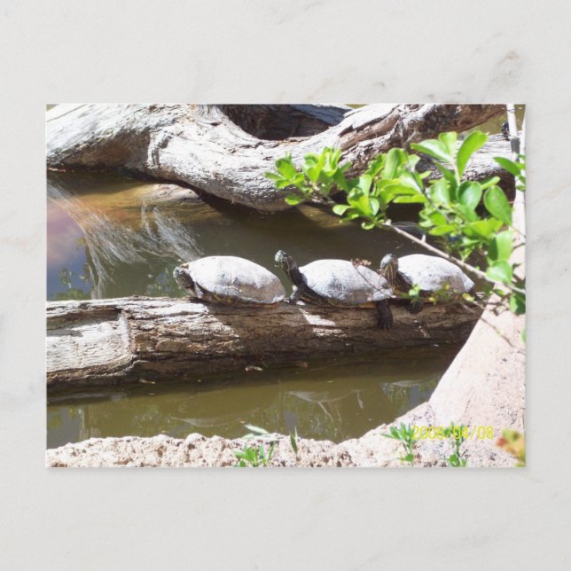 TURTLES, TURTLES, TURTLES!!! POSTCARD (Front)