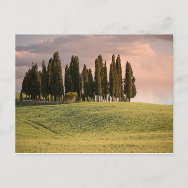 Tuscan Landscape at Sunset Postcard (Front)
