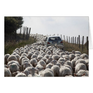tuscany farmland road, car blocked by herd of