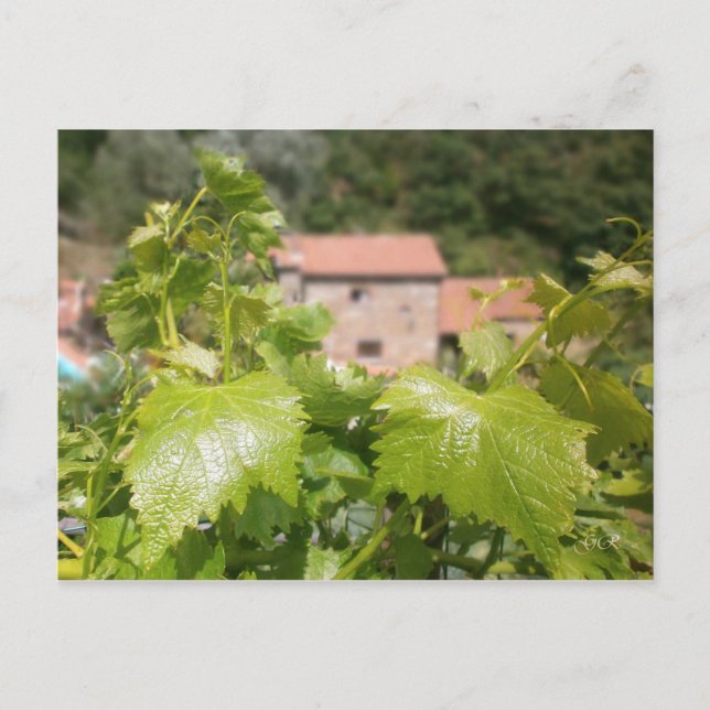 Tuscany. Italy. Cortona. Postcard (Front)