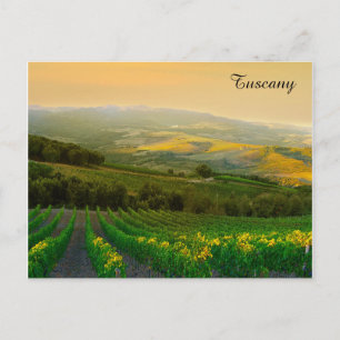 Tuscany Italy Italian Vineyard Travel Photo Postcard
