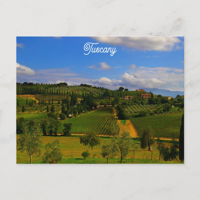 Tuscany Italy Italian Vineyard Travel Photo Postcard (Front)