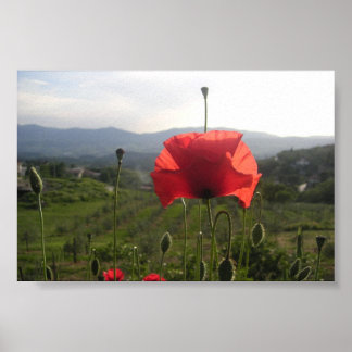 Tuscany Poppy Poster