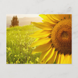 Tuscany Sunflowers Postcard
