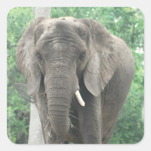 Tusked Elephant  Sticker