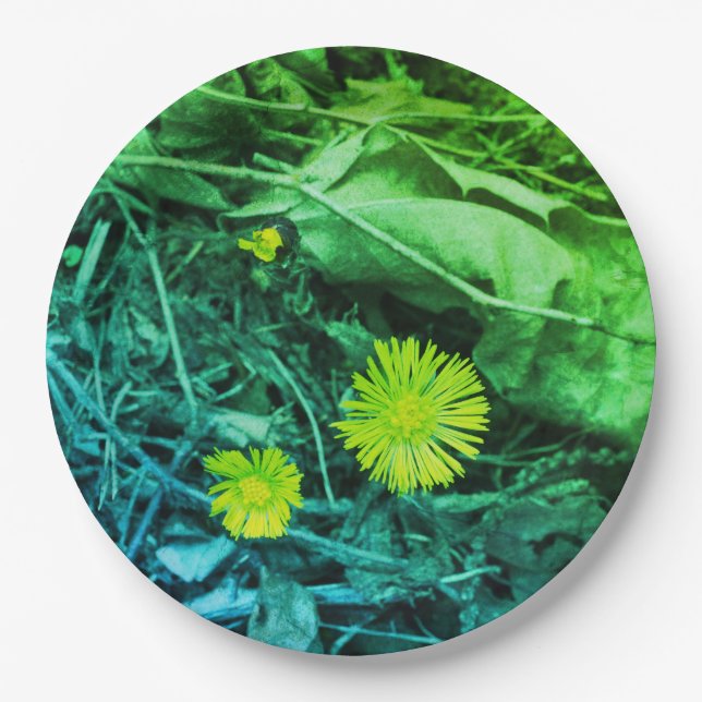 Tussilago farfara Coltsfoot Flowers  Paper Plate (Front)