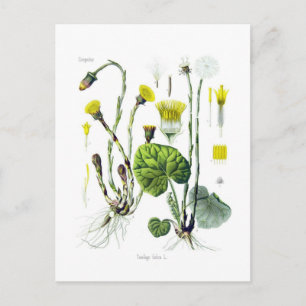 Tussilago farfara (Coltsfoot) Postcard