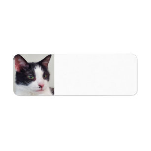 Tuxedo cat