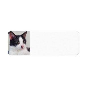 Tuxedo Cat