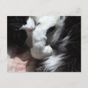 Tuxedo Cat Art Cute Pink Nose Kitty Cats Art Postcard