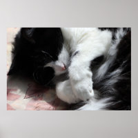 Tuxedo Cat Art Cute Pink Nose Kitty Cats Art