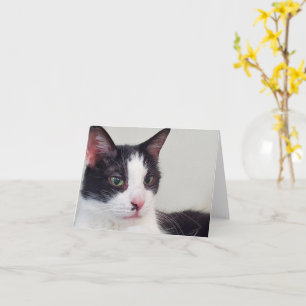 Tuxedo cat card