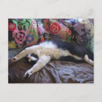 Tuxedo Cat Cute doing a Mexican Wave Postcard