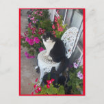 Tuxedo Cat Cute with Pretty Flowers Postcard<br><div class="desc">Tuxedo Cat Cute with Pretty Flowers Postcard. Designed from my all original photograph.</div>