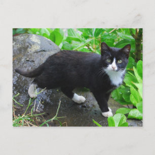 Tuxedo Cat in a Park Postcard