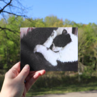 Tuxedo Cat Kitty Cats Black and White Caturday