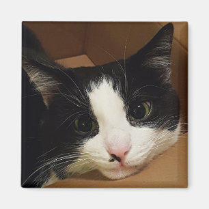 Tuxedo cat magnet