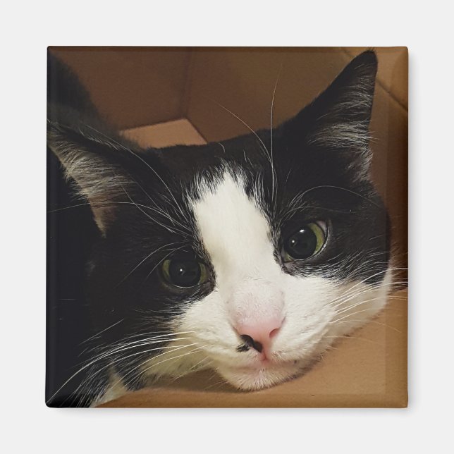 Tuxedo cat magnet (Front)