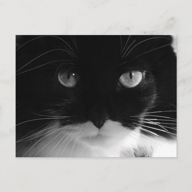 TUXEDO CAT PHOTO Postcards (Front)