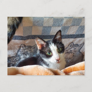 Tuxedo Cat Postcard