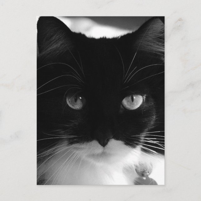 TUXEDO CAT POSTCARDS (Front)