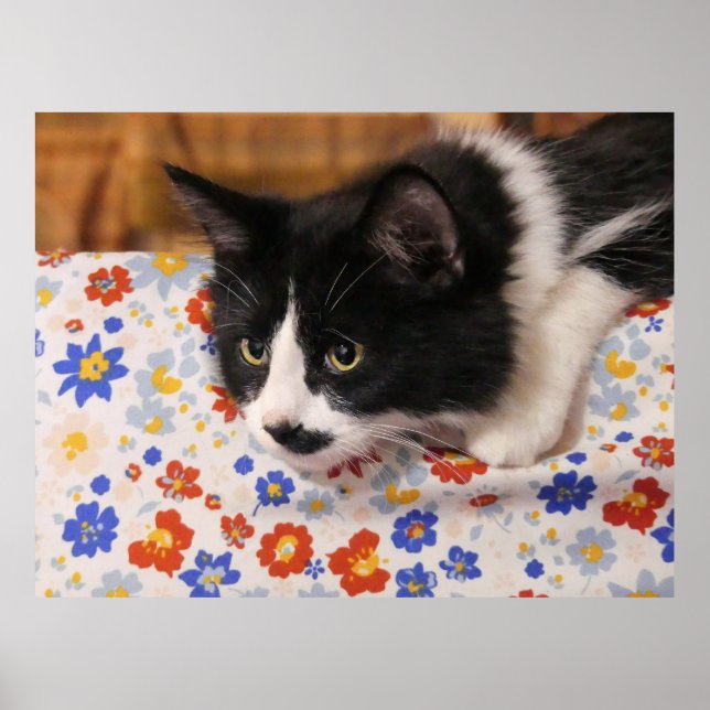 Tuxedo Cat Poster (Front)