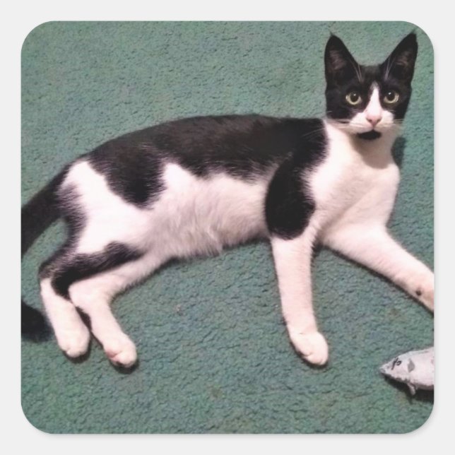 Tuxedo Cat Stickers (Front)