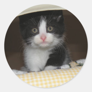 Tuxedo kitten classic round sticker
