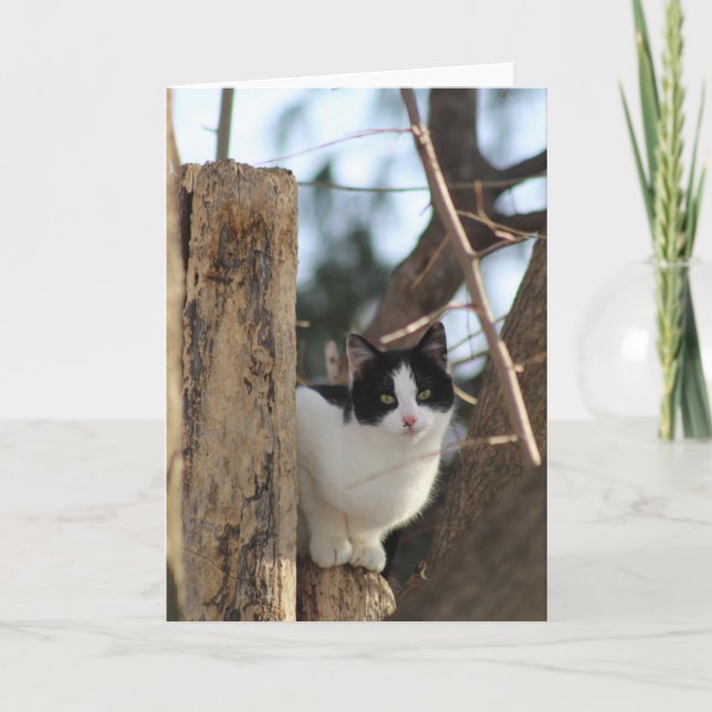 Tuxedo kitten in a tree greeting card (Front)