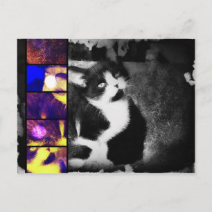 Tuxedo Kitten Photo Art Postcard