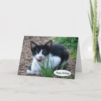 Tuxedo kitten with tongue sticking out