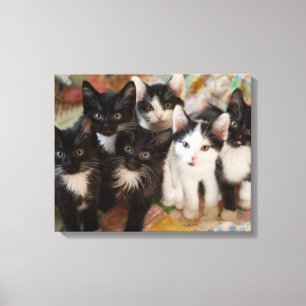 Tuxedo Kittens Canvas Print