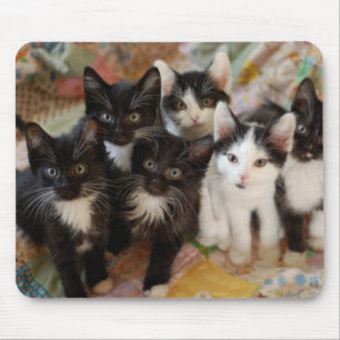 Tuxedo Kittens Mouse Pad