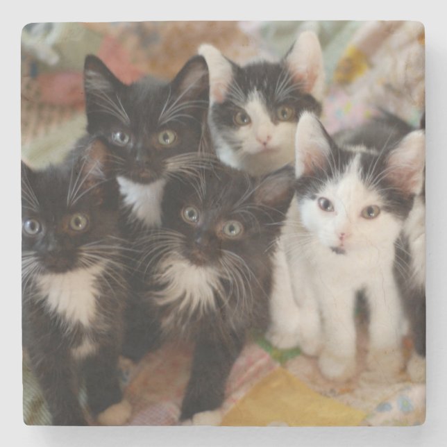 Tuxedo Kittens Stone Coaster (Front)