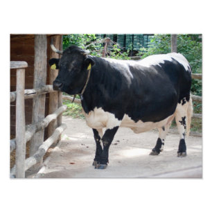 Tuxer Cattle Photo Print