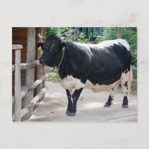 Tuxer Cattle Postcard