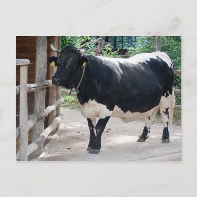 Tuxer Cattle Postcard (Front)