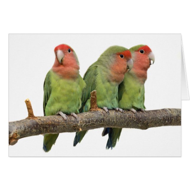 Tweet Trio Card (Front Horizontal)