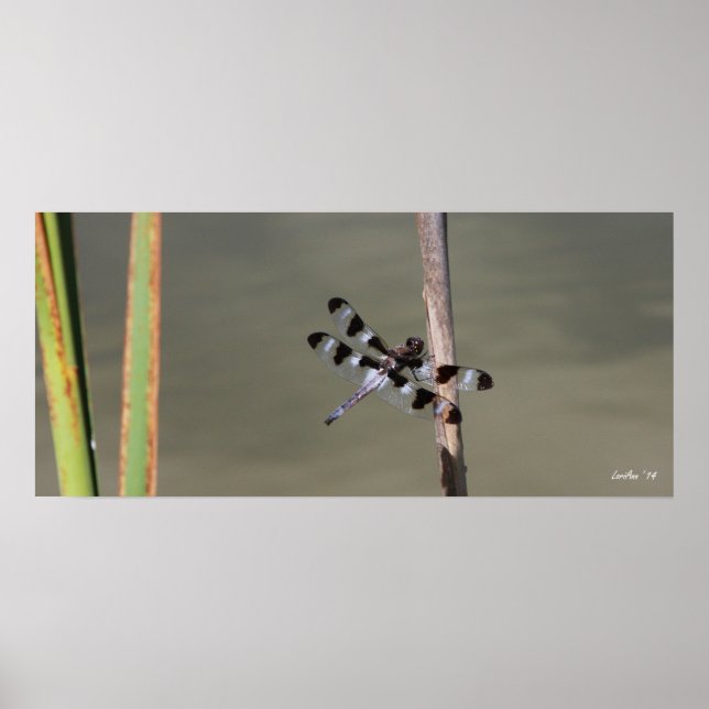 Twelve Spotted Skimmer 1 Poster (Front)