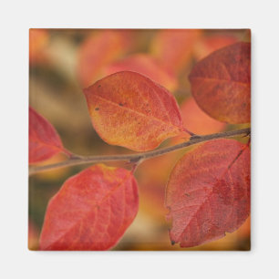 Twig covered with autumn leaves magnet