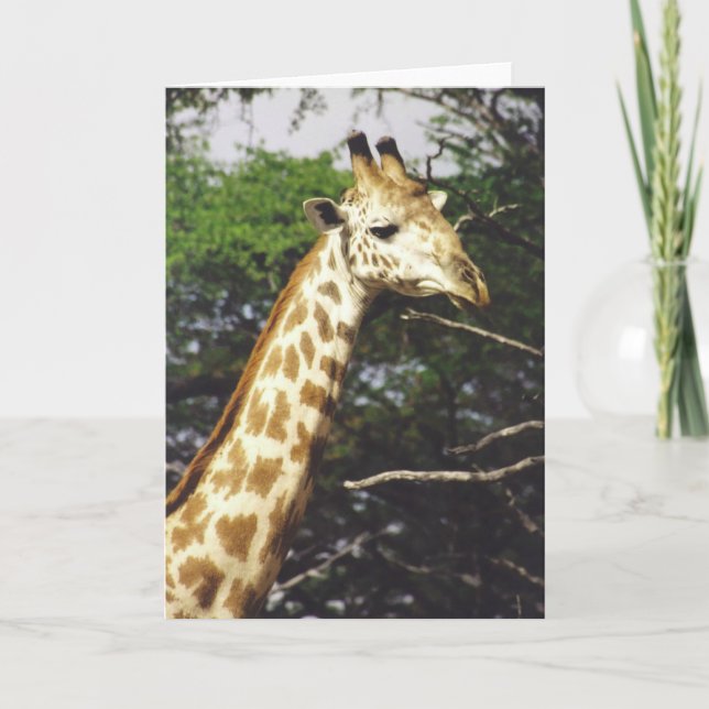 Twiga Masai (Masai Giraffe) Card (Front)