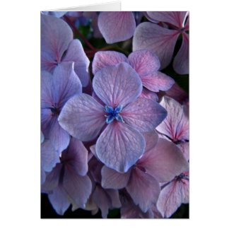 Twightlight Hydrangea